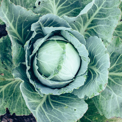 Obraz premium top view cabbage head in the garden with green leaves, harvest season