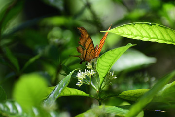 butterfly on a flower