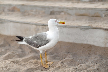 seagull on the beach