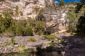 The river flowing through the forested floor of the Carnarvon Gorge, with the sandstone walls of the gorge in the background. Queensland, Australia.