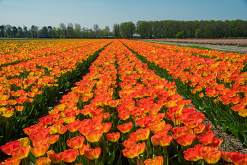 Fototapeta premium Tulips farm blossom near the famous Keukenhof