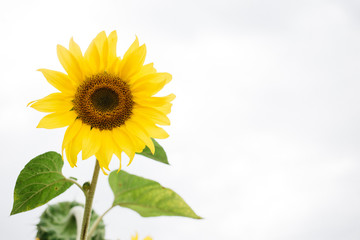 Fototapeta premium sunflower in the field, close up, copy space