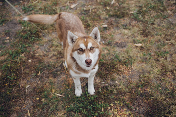 happy muzzle Siberian husky. Red husky dog outdoors