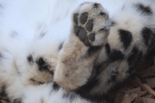 Tatze Schneeleopard 