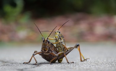 Lubber grasshoppers mating
