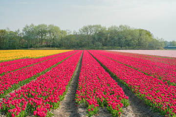 Super colorful tulips farm blossom around Leiden country side