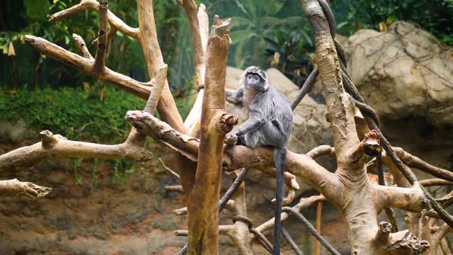 Small Monkeys in a Tree