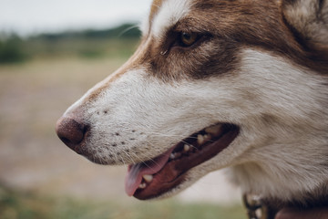 happy muzzle Siberian husky. close up Red husky dog