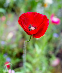 Wildflowers in bloom