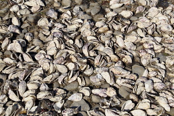 Au pays des coquillages