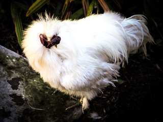 Big White Hairy Chicken