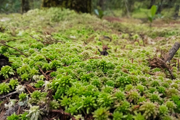 Detail of a cloudy forest floor covered with a layer of green and white moss with organic material and leaf litter