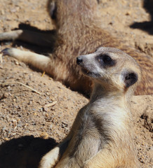 Alert Meerkat Standing