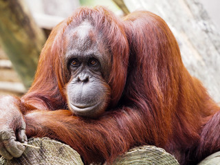 Posing Orangutan Portrait