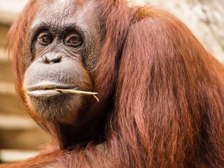 Red Orangutan Facial Expression © SHrenchir