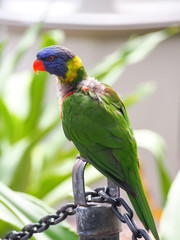 Lorikeet Parrot Close up
