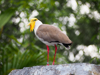 Masked Lapwing Bird