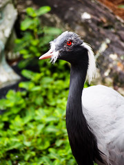 Black and White Bird with Red Eyes