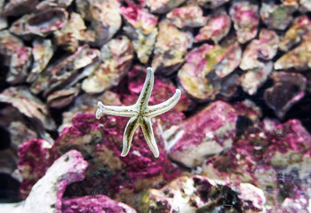Starfish in an Aquarium