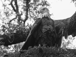 Eagle in tree ready to attack prey