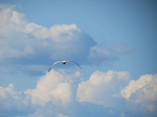 Gull in flight