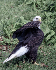Eagle on Ground Saluting with Wing