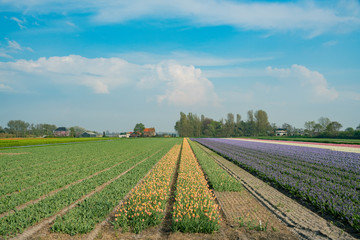 Beautiful color flowers blossom in a farm