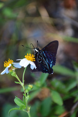 butterfly on flower