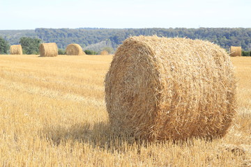 Hay at harvest