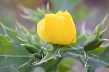 yellow close flower