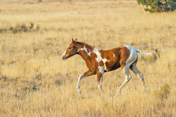 Fototapeta na wymiar Wild horses still roam the high desert plains of the West.