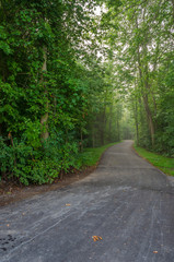 Paved road winding through the forest on a foggy morning.
