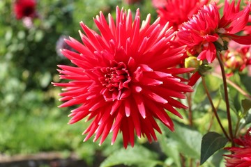 Rote Dahlie in voller Blüte
