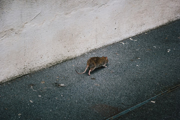 Ratte läuft auf Straße eine Wand entlang 