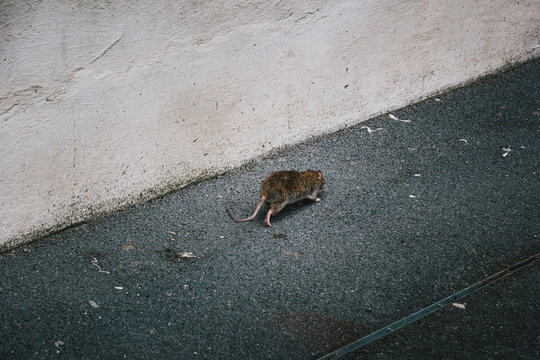 Ratte l&auml;uft auf Stra&szlig;e eine Wand entlang 