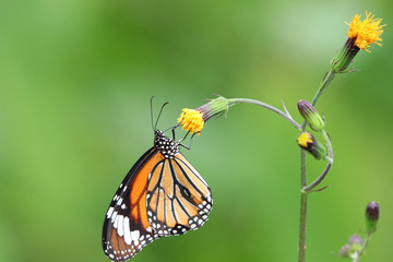 Monarch butterfly feeding nectar from tiny flowers bright and freshness in nature background