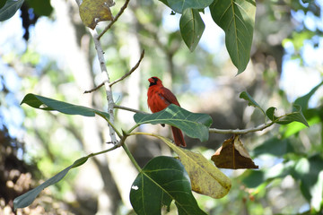 Northern cardinal