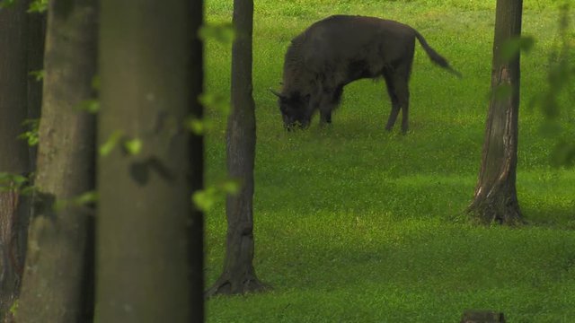 The European bison (bonasus), known as wisent or the European wood bison. It is one of two extant species of bison, alongside the American bison in forest