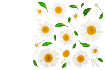 Fototapeta premium chamomile or daisies isolated on white background with copy space for your text. Top view. Flat lay