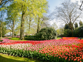Plakat Super colorful tulips blossom in the famous Keukenhof