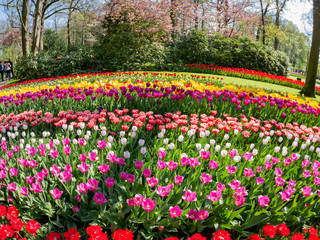 Super colorful tulips blossom in the famous Keukenhof