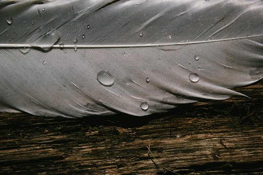 Feder mit Wassertropfen auf Holz Hintergrund