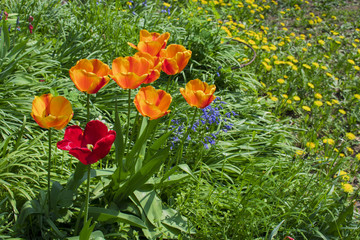 Orange tulips growing outside