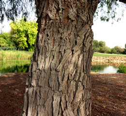 tree with crack skin