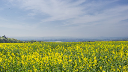 Fototapeta premium Sunny agriculture farming of rape oil