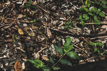Natural Concept. Earth and Plants Growing. Natural Background