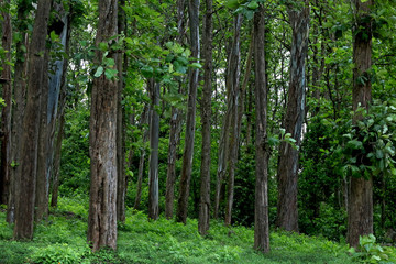 Teak (Tectona grandis) forest