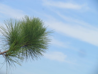 árbol mirando al cielo