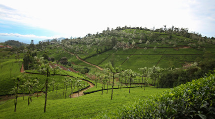 tea farm in a sunny day