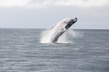 Fototapeta premium Saludo de la Ballena